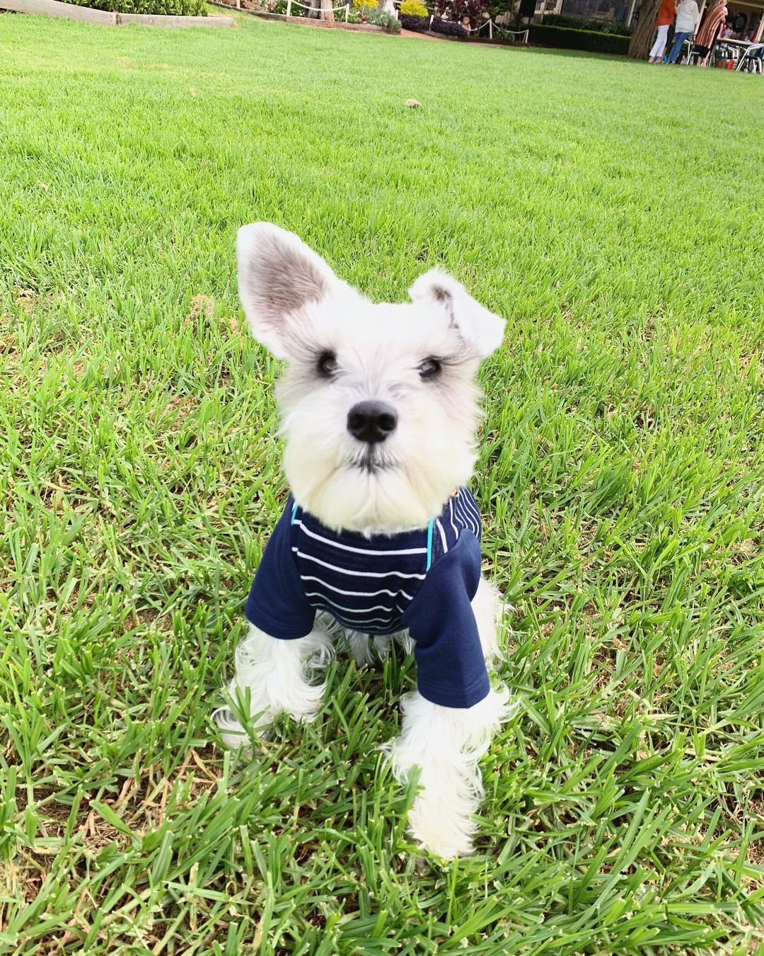 schnauzer puppies indiana schnauzer puppies indiana