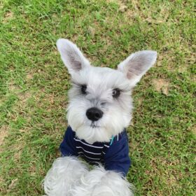 schnauzer puppies indiana schnauzer puppies indiana
