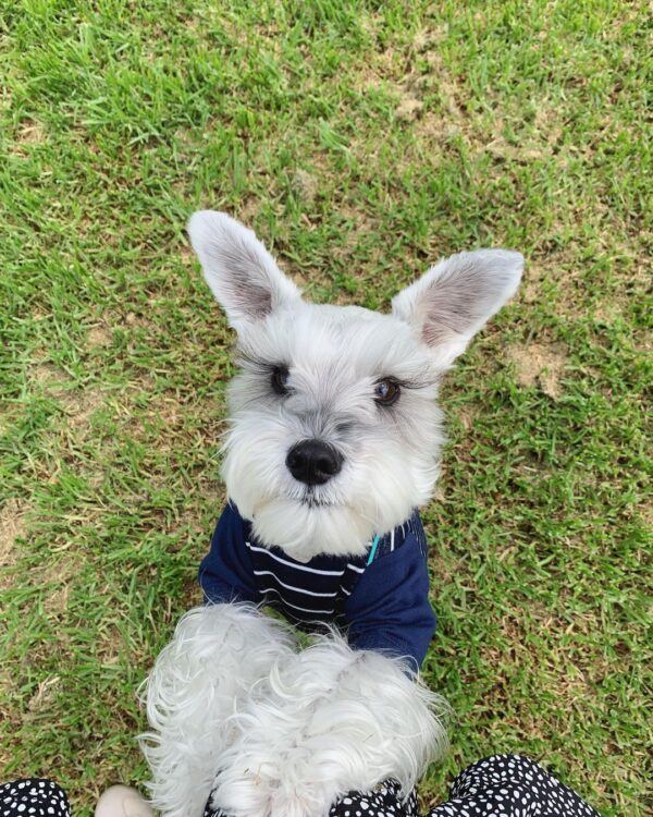 schnauzer puppies indiana