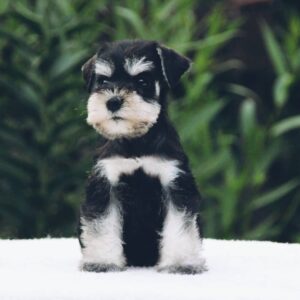 schnauzer rescue ohio