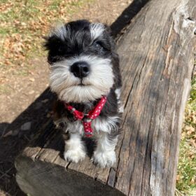 miniature schnauzer puppies available