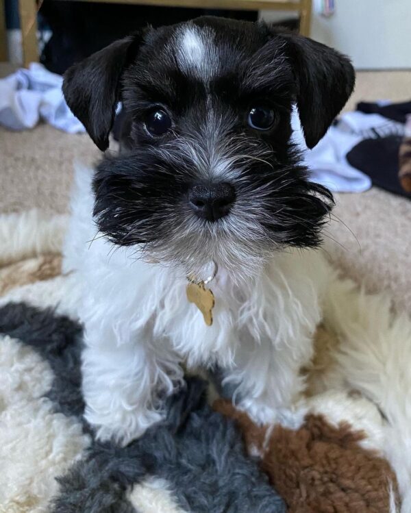 miniature schnauzer breeders in nc