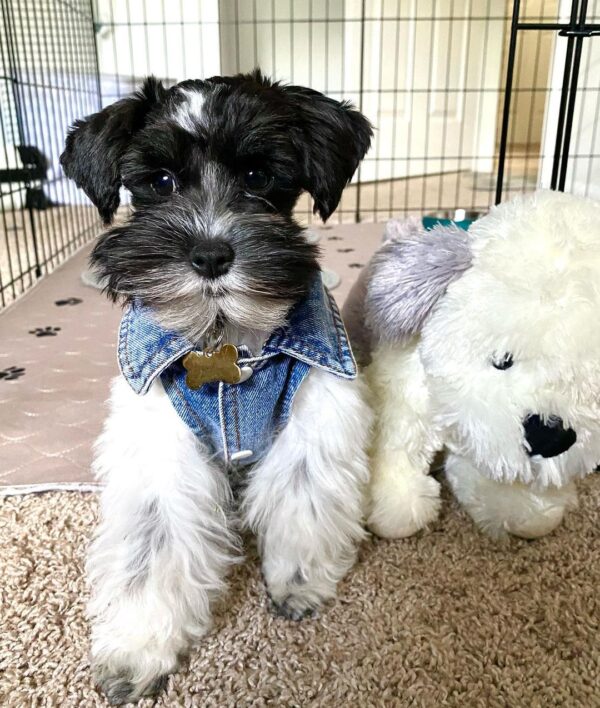schnauzer adoption