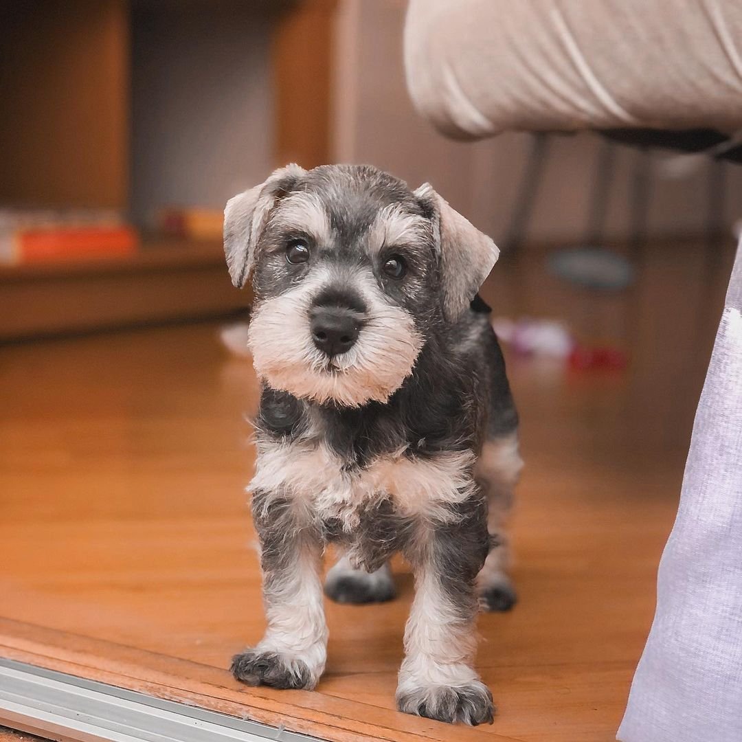 schnauzer rescue florida schnauzer rescue florida