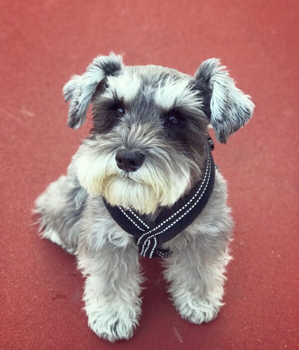 miniature schnauzers near me