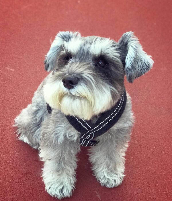 miniature schnauzers near me