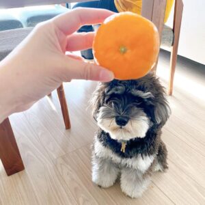 full grown teacup miniature schnauzer
