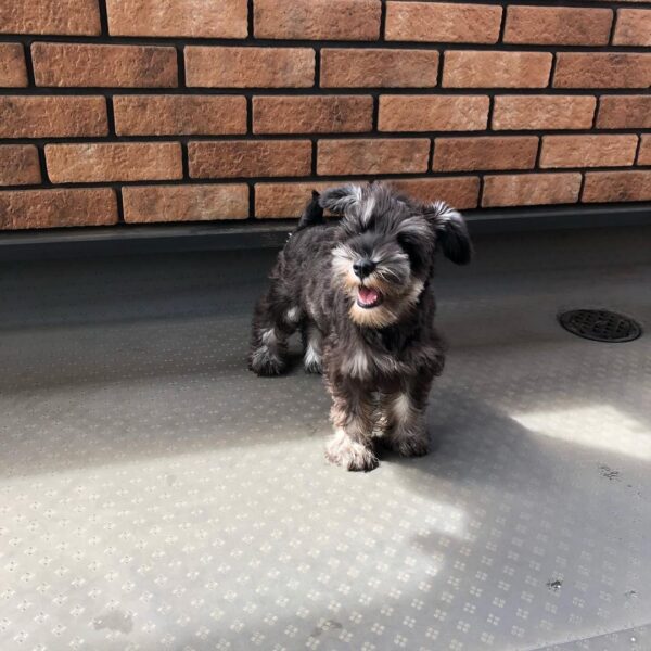 teacup schnauzer for sale