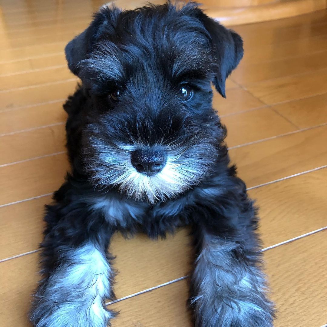 miniature schnauzer puppies for sale in tn miniature schnauzer puppies for sale in tn