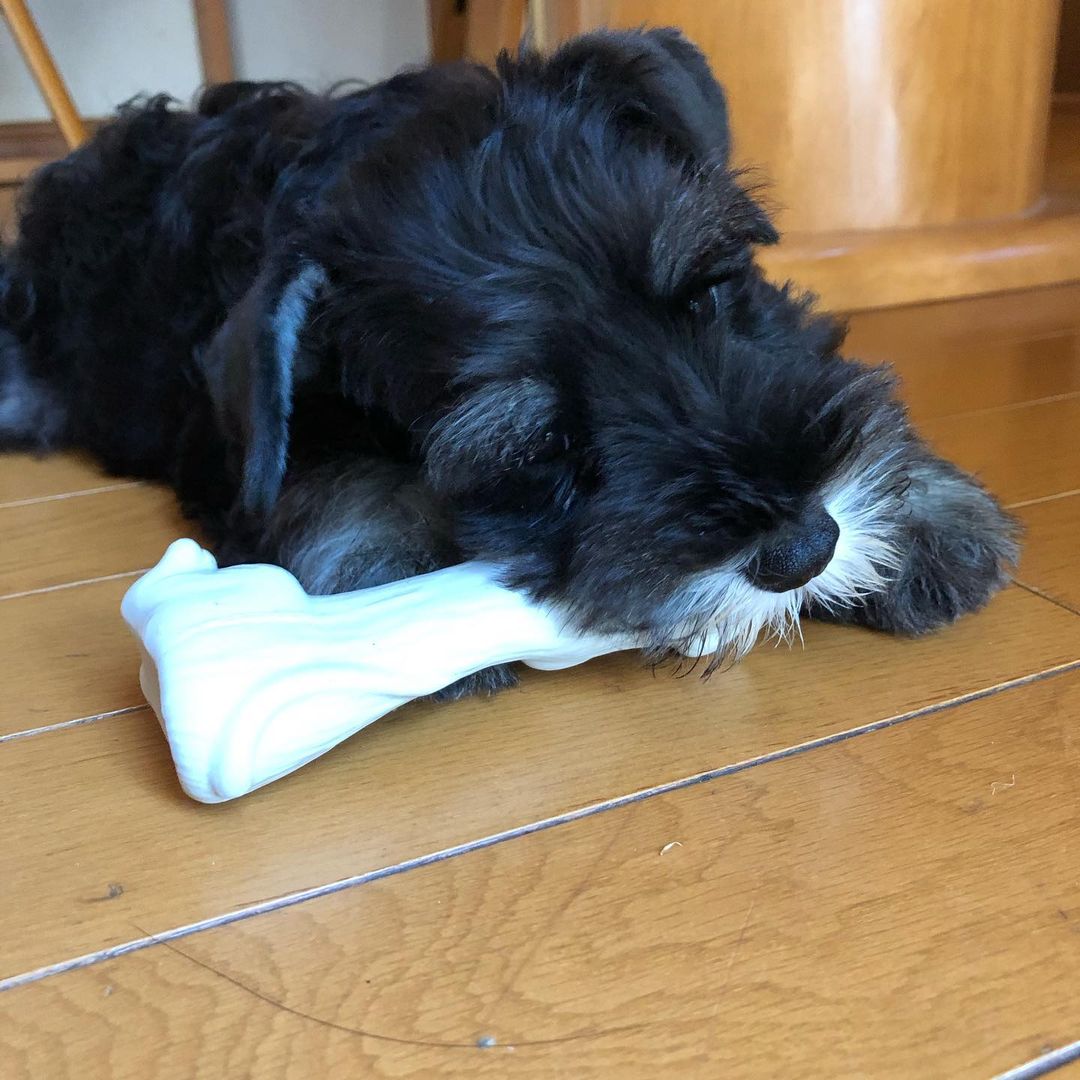 miniature schnauzer puppies for sale in tn miniature schnauzer puppies for sale in tn