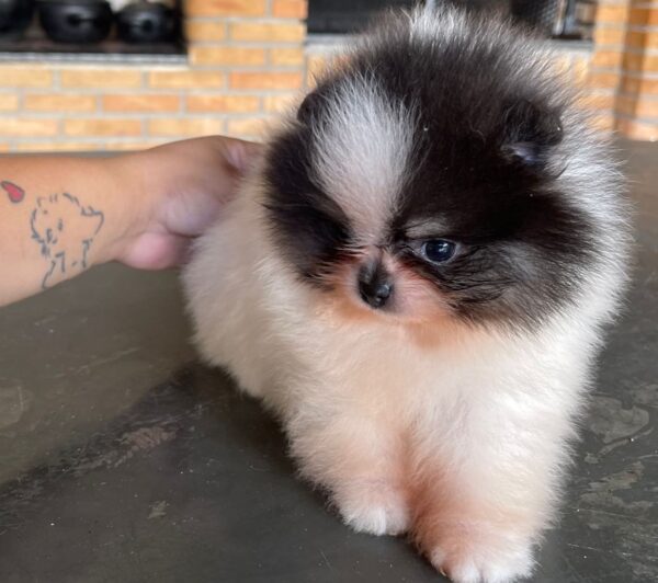 cheap Pomeranian puppies for sale