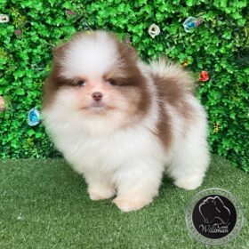 Pomeranian puppies near me Pomeranian puppies near me
