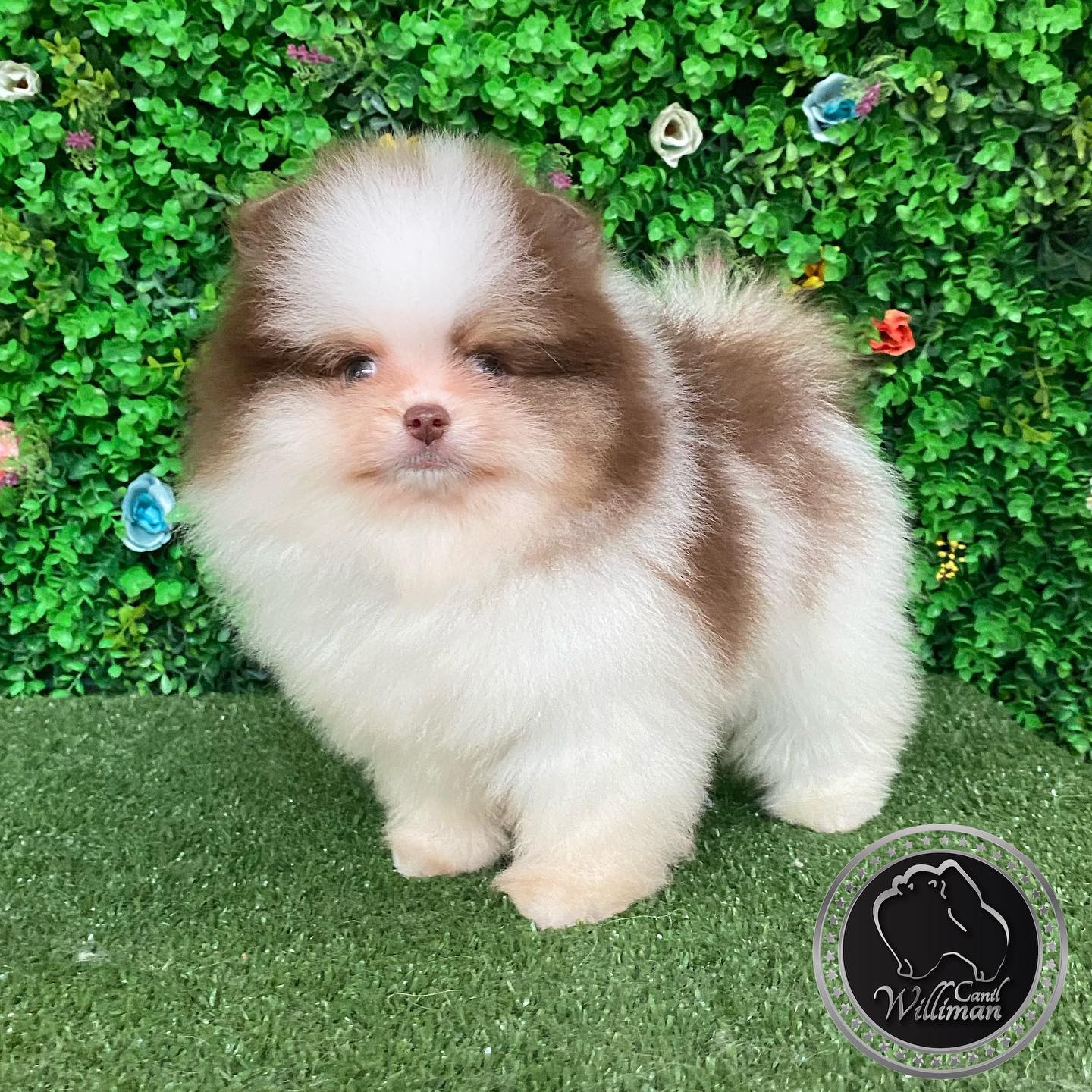Pomeranian puppies near me Pomeranian puppies near me
