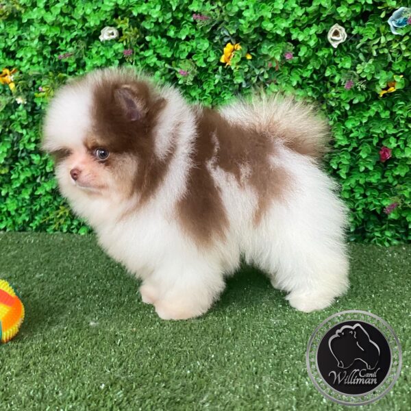 Pomeranian puppies near me