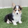 corgi puppies for sale under $400