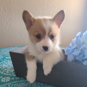 corgi puppies for sale Indiana