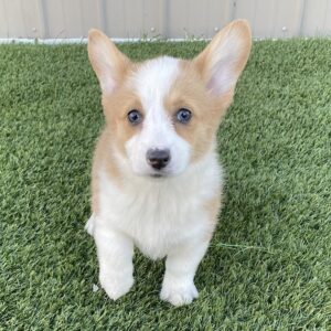 corgi puppies for sale los Angeles
