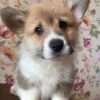 pembroke welsh corgi puppies for sale