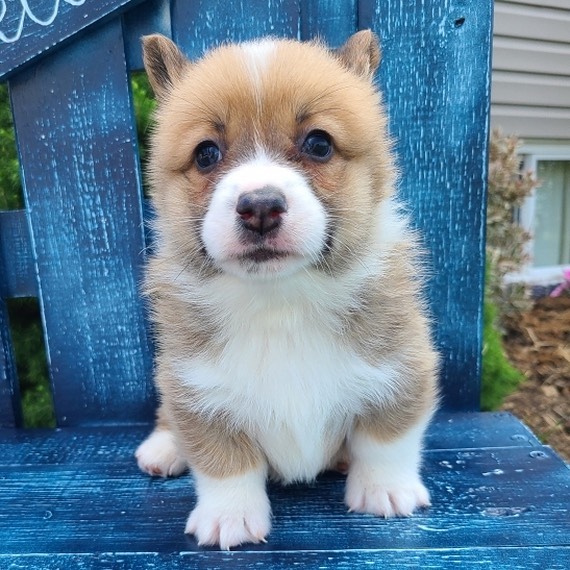 corgi puppies for sale Pennsylvania corgi puppies for sale Pennsylvania