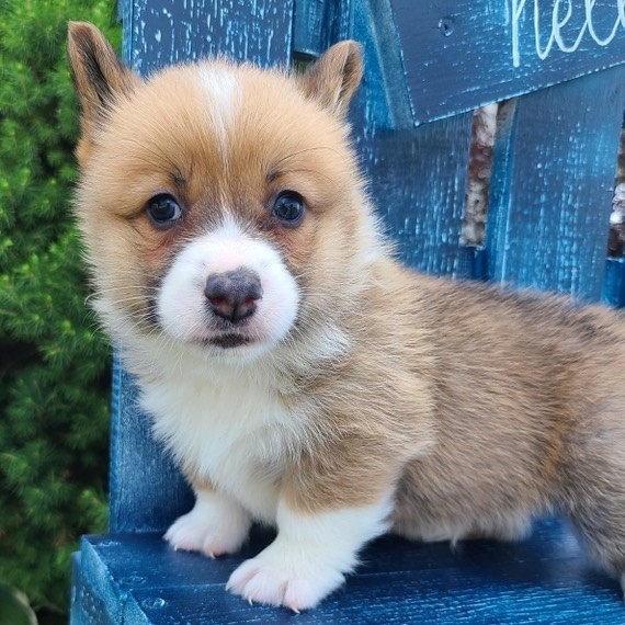 corgi puppies for sale Pennsylvania corgi puppies for sale Pennsylvania