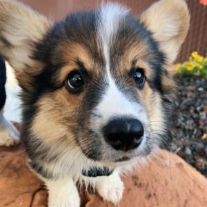 corgi puppies for sale under $500
