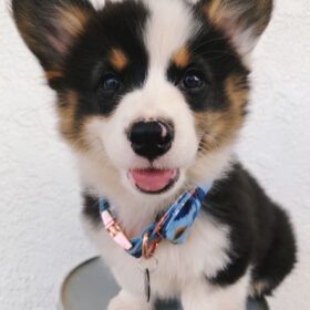 corgi puppies for sale in California corgi puppies for sale in California