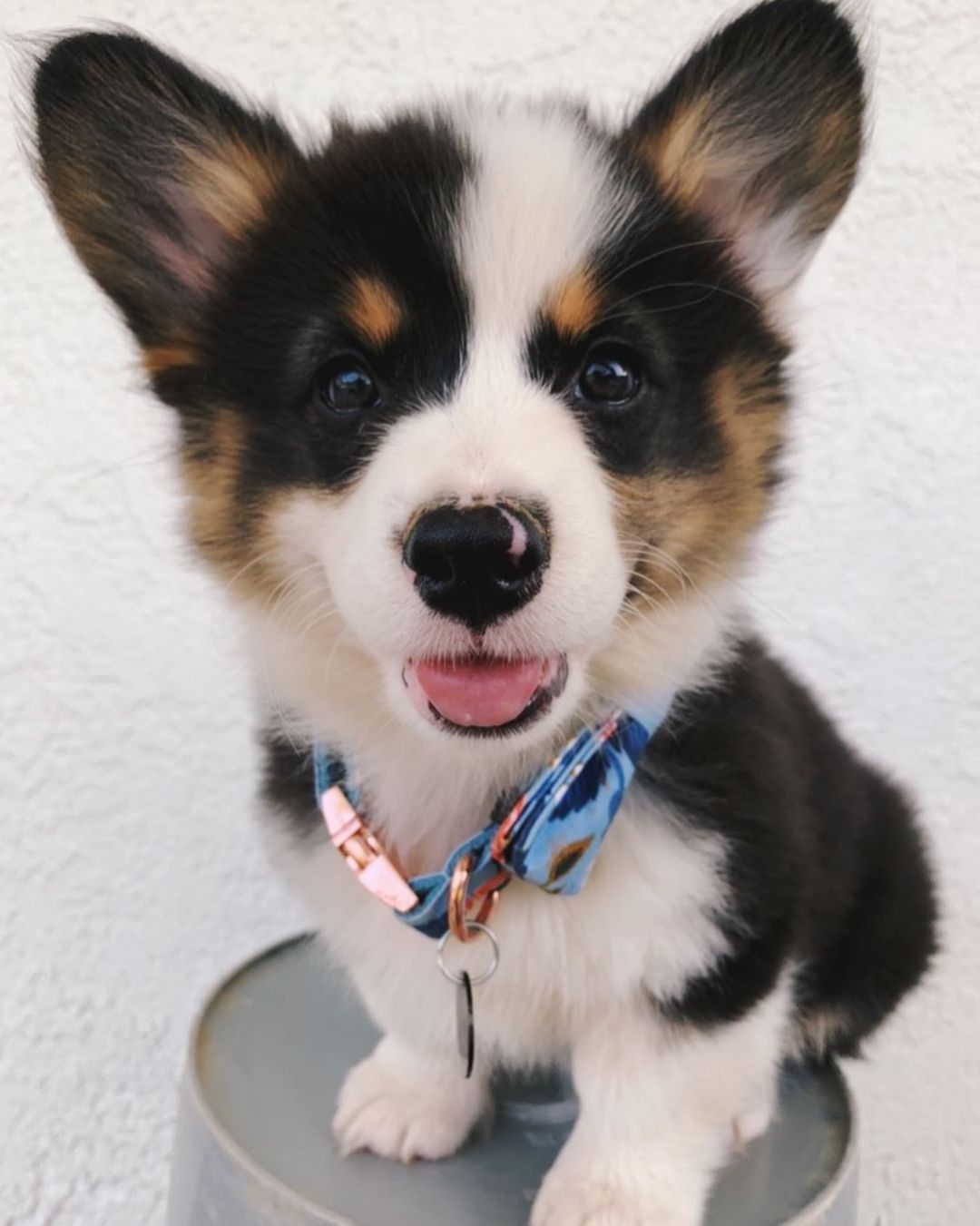 corgi puppies for sale in California corgi puppies for sale in California