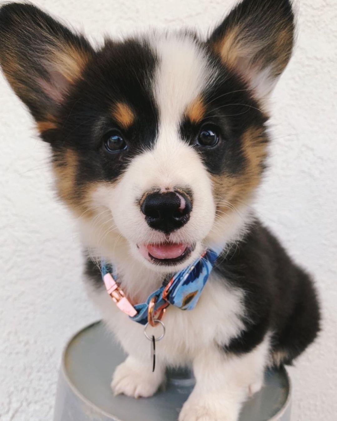 corgi puppies for sale in California corgi puppies for sale in California