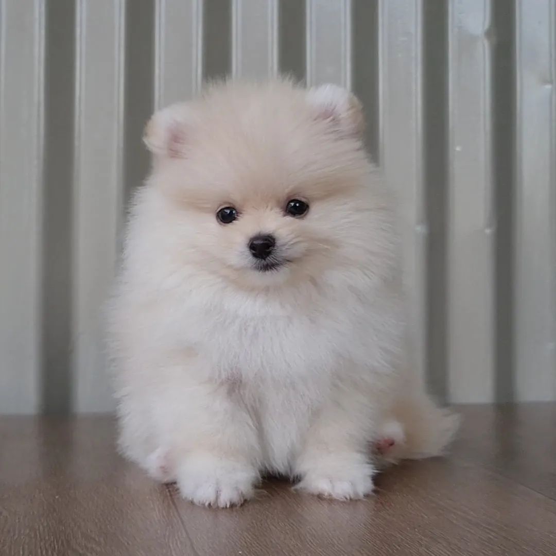 Pomeranian for sale Pomeranian for sale