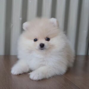Pomeranian for sale