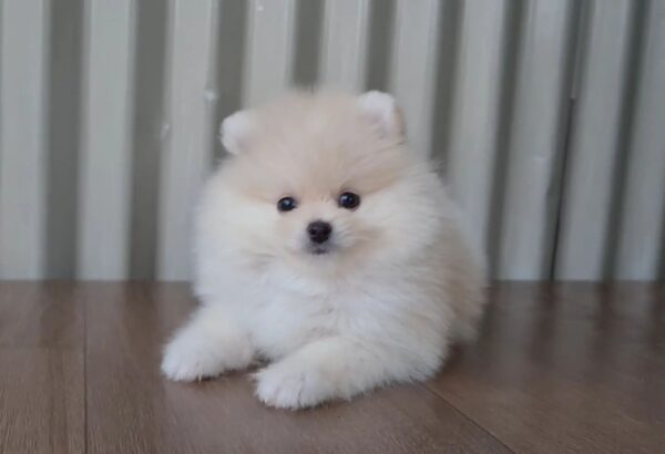 Pomeranian for sale