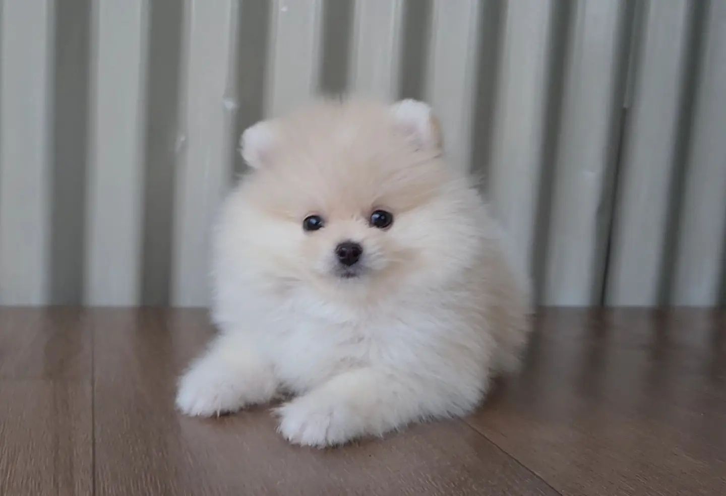 Pomeranian for sale Pomeranian for sale