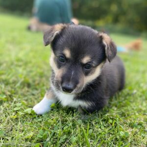 mini corgi puppies for sale