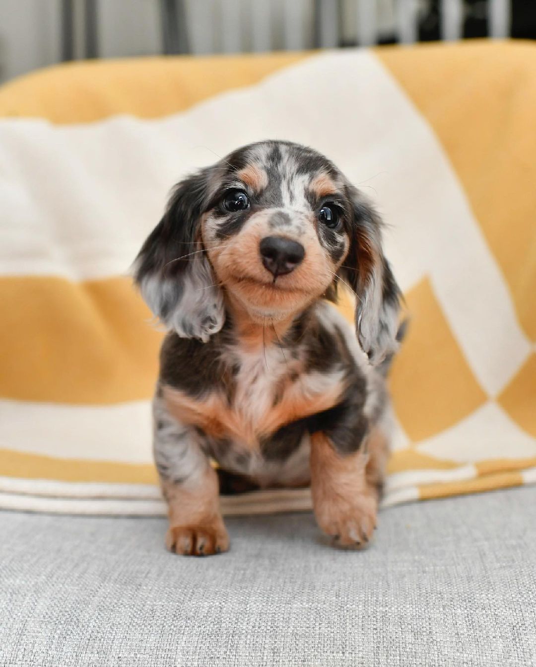 dapple dachshund puppy for sale dapple dachshund puppy for sale