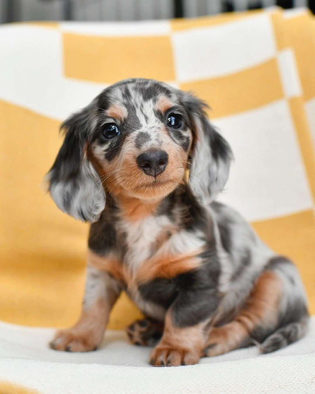 dapple dachshund puppy for sale dapple dachshund puppy for sale