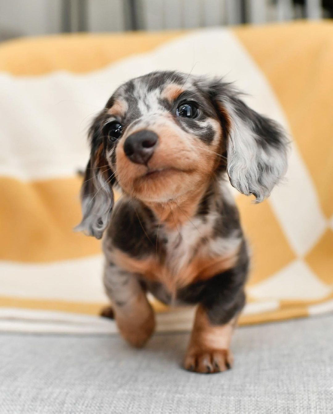 dapple dachshund puppy for sale dapple dachshund puppy for sale