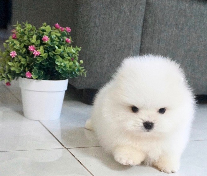 teddy bear Pomeranian for sale near me teddy bear Pomeranian for sale near me