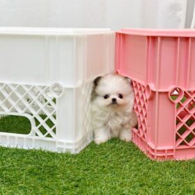 white Pomeranian puppies for sale white Pomeranian puppies for sale