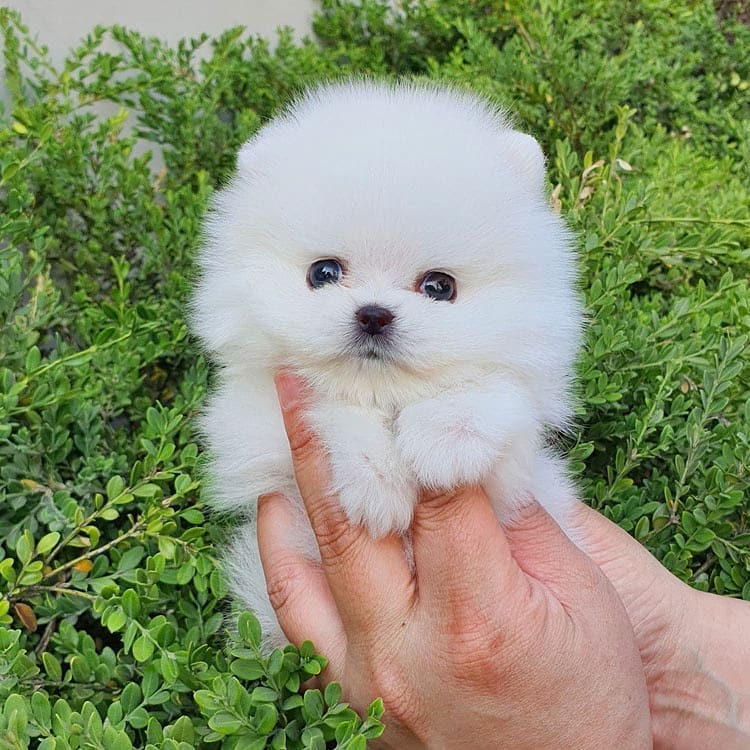 Pomeranian puppies for sale Ohio Pomeranian puppies for sale Ohio
