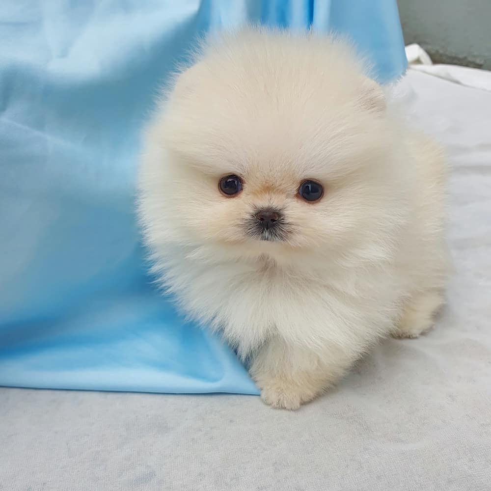 Pomeranian mix puppies for sale Pomeranian mix puppies for sale