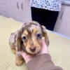 Dachshund breeders near me