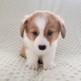 corgi puppies for sale Washington