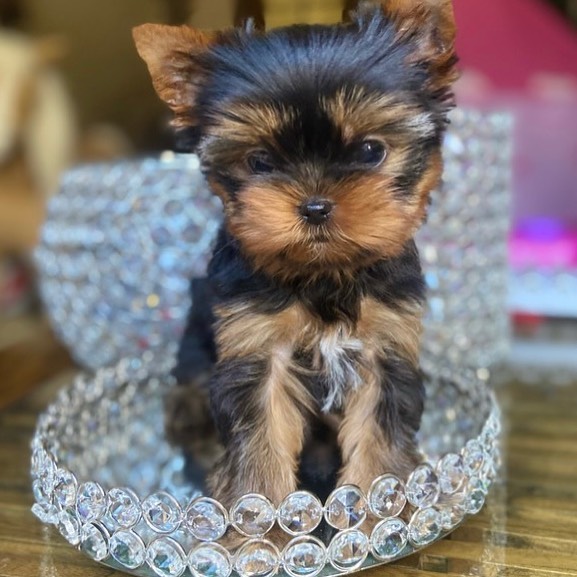 parti yorkies for sale parti yorkies for sale