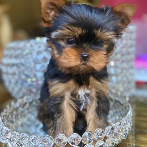 parti yorkies for sale parti yorkies for sale