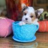 yorkies for sale