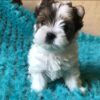 yorkie poo for sale
