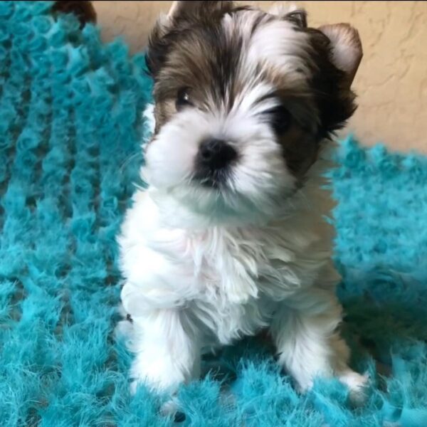 yorkie poo for sale
