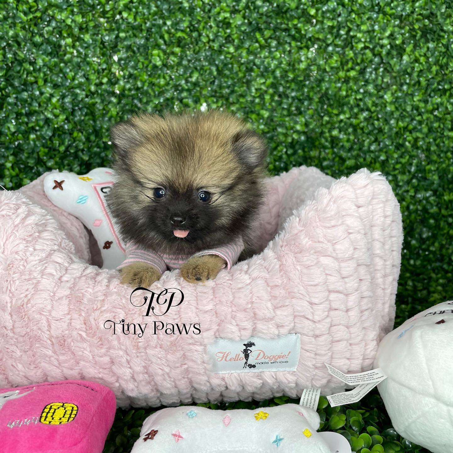 teacup Pomeranian for sale near me teacup Pomeranian for sale near me