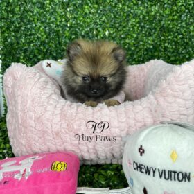teacup Pomeranian for sale near me teacup Pomeranian for sale near me