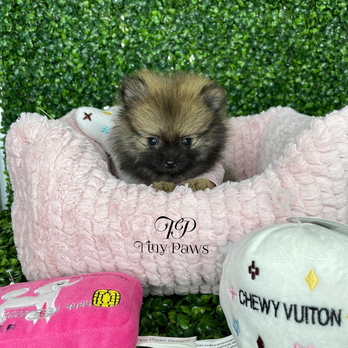 teacup Pomeranian for sale near me teacup Pomeranian for sale near me